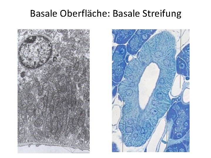 Basale Oberfläche: Basale Streifung 