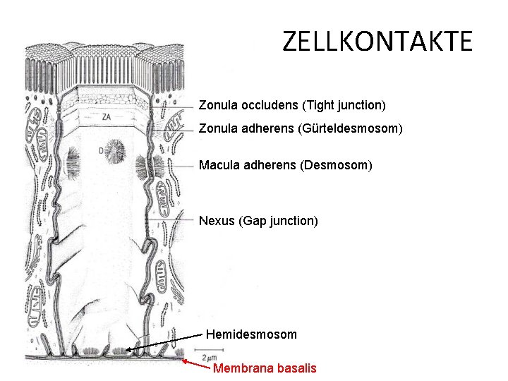 ZELLKONTAKTE Zonula occludens (Tight junction) Zonula adherens (Gürteldesmosom) Macula adherens (Desmosom) Nexus (Gap junction)