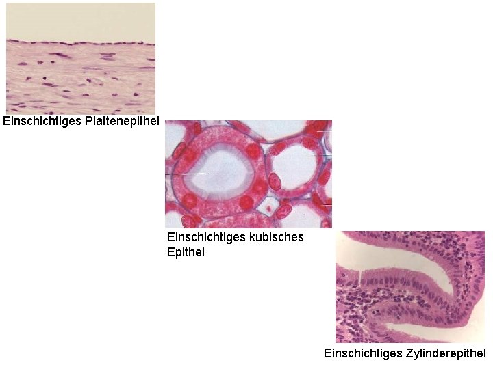 Einschichtiges Plattenepithel Einschichtiges kubisches Epithel Einschichtiges Zylinderepithel 