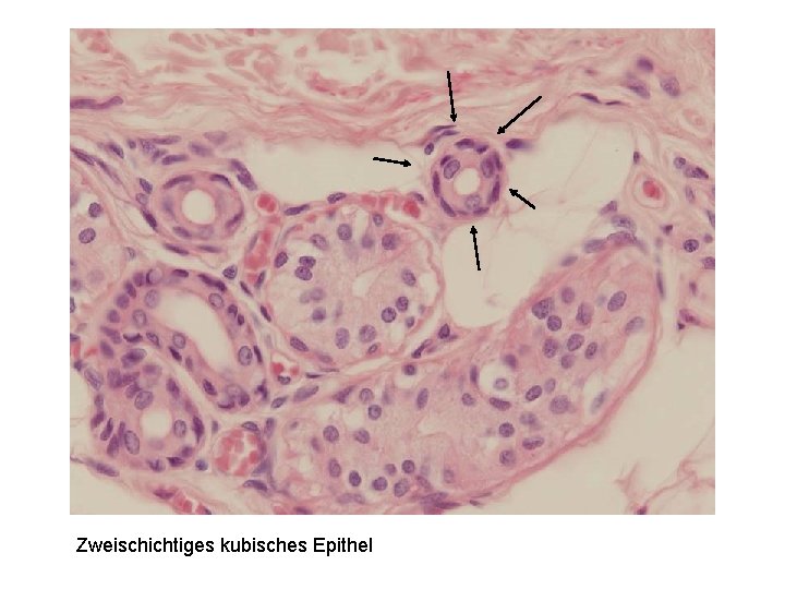 Zweischichtiges kubisches Epithel 