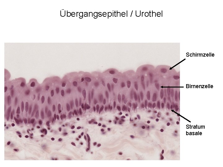 Übergangsepithel / Urothel Schirmzelle Birnenzelle Stratum basale 