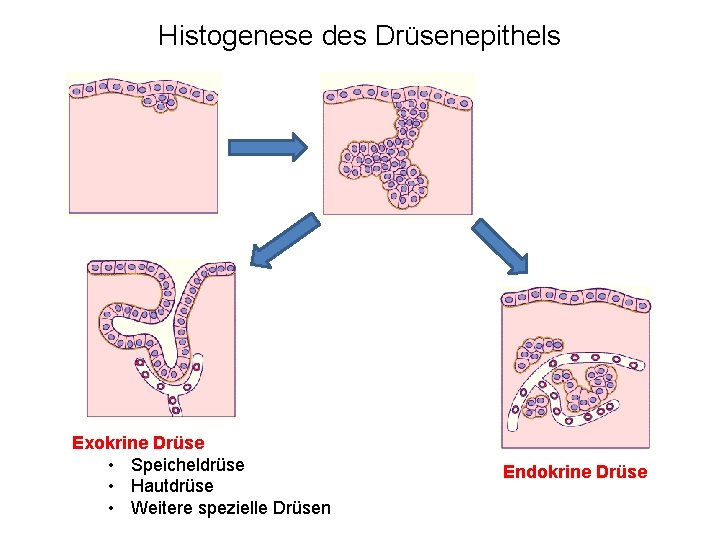 Histogenese des Drüsenepithels Exokrine Drüse • Speicheldrüse • Hautdrüse • Weitere spezielle Drüsen Endokrine