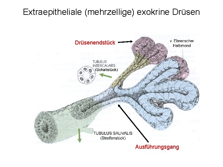 Extraepitheliale (mehrzellige) exokrine Drüsenendstück Ausführungsgang 