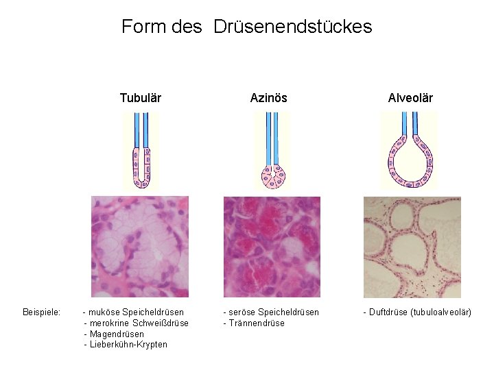Form des Drüsenendstückes Tubulär Azinös Alveolär Beispiele: - muköse Speicheldrüsen - seröse Speicheldrüsen -