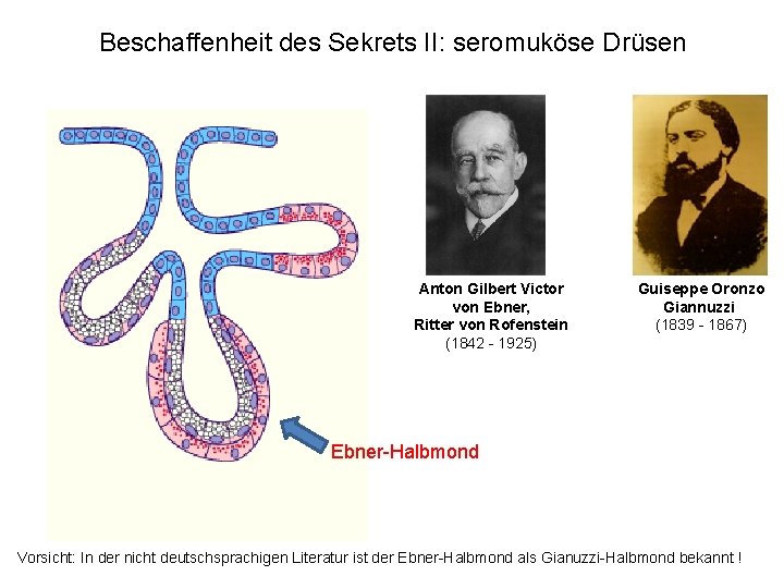 Beschaffenheit des Sekrets II: seromuköse Drüsen Anton Gilbert Victor von Ebner, Ritter von Rofenstein