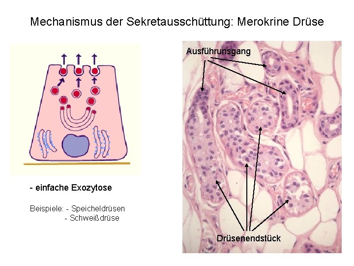 Mechanismus der Sekretausschüttung: Merokrine Drüse Ausführunsgang - einfache Exozytose Beispiele: - Speicheldrüsen - Schweißdrüse