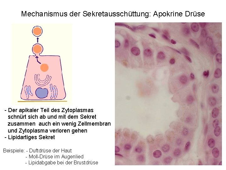 Mechanismus der Sekretausschüttung: Apokrine Drüse - Der apikaler Teil des Zytoplasmas schnürt sich ab