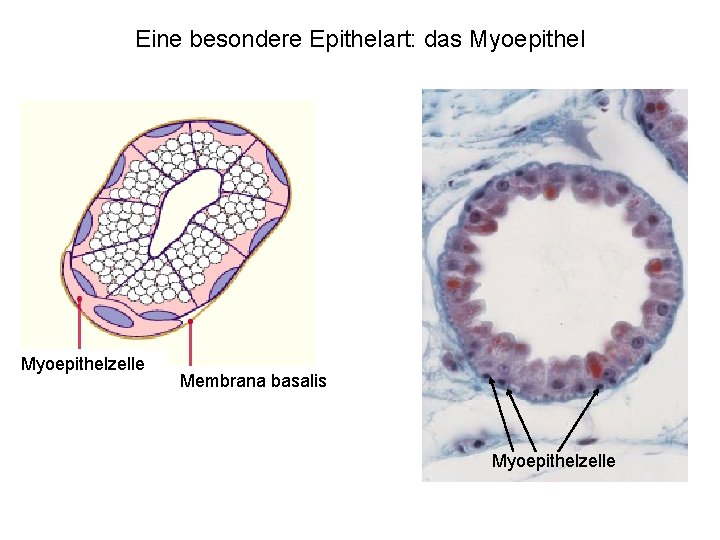 Eine besondere Epithelart: das Myoepithelzelle Membrana basalis Myoepithelzelle 