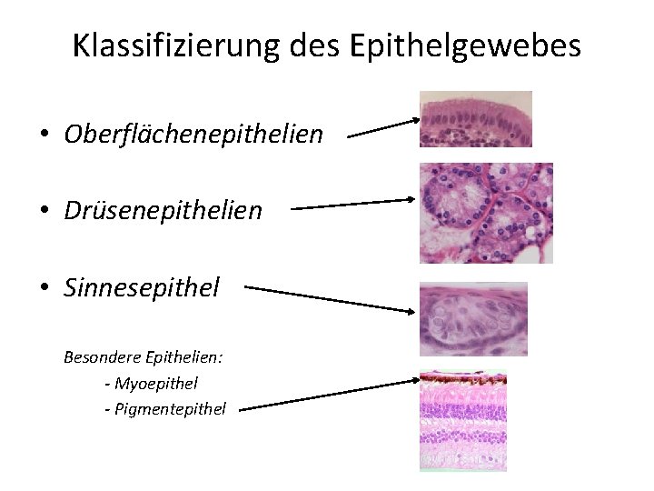 Klassifizierung des Epithelgewebes • Oberflächenepithelien • Drüsenepithelien • Sinnesepithel Besondere Epithelien: - Myoepithel -