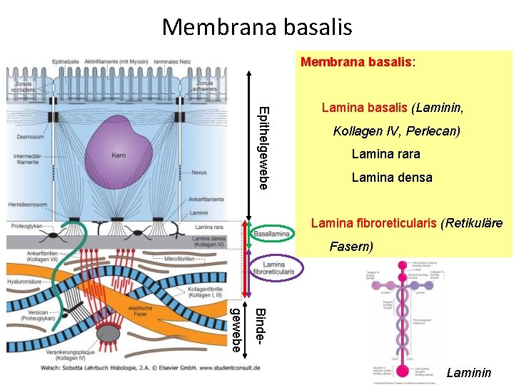 Membrana basalis: Epithelgewebe Lamina basalis (Laminin, Kollagen IV, Perlecan) Lamina rara Lamina densa Lamina