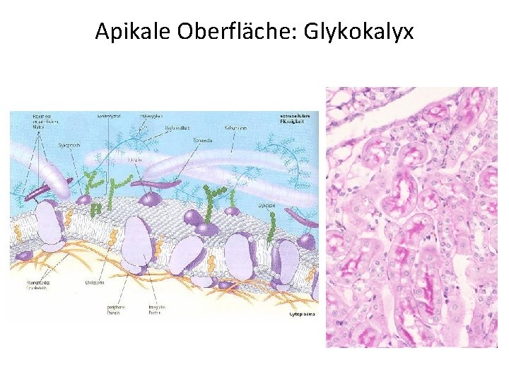 Apikale Oberfläche: Glykokalyx 