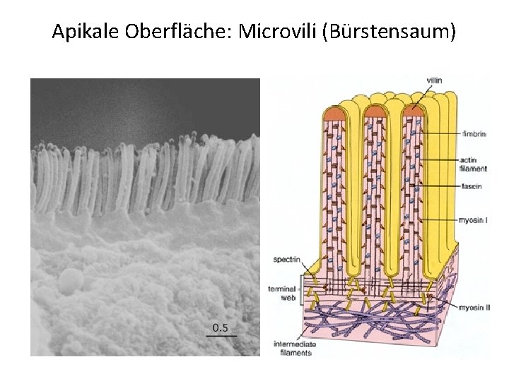 Apikale Oberfläche: Microvili (Bürstensaum) 