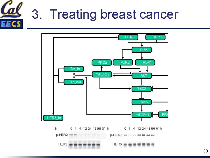 3. Treating breast cancer 30 