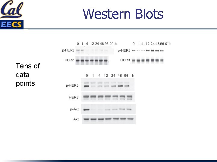 Western Blots Tens of data points 