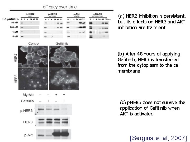 (a) HER 2 inhibition is persistent, but its effects on HER 3 and AKT