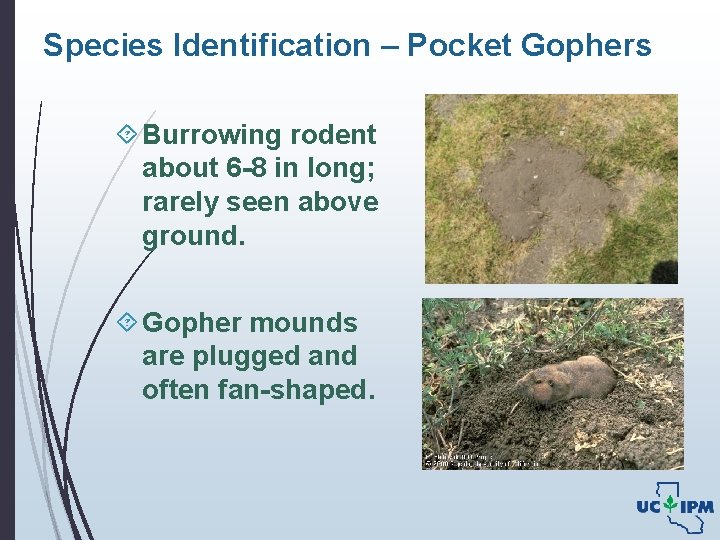 Species Identification – Pocket Gophers Burrowing rodent about 6 -8 in long; rarely seen