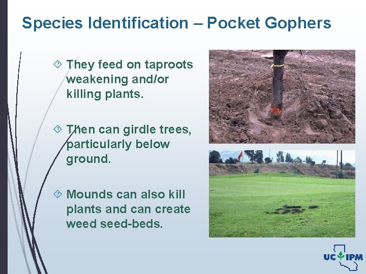 Species Identification – Pocket Gophers They feed on taproots weakening and/or killing plants. Then