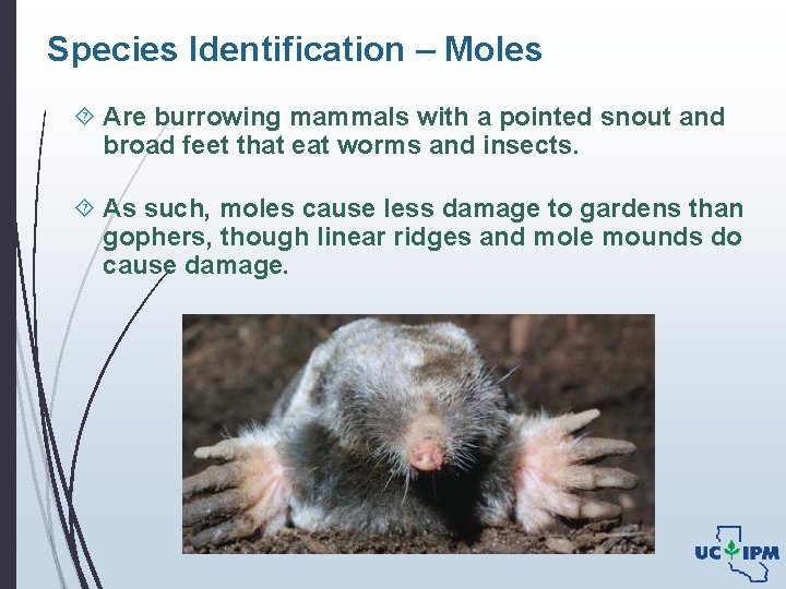 Species Identification – Moles Are burrowing mammals with a pointed snout and broad feet