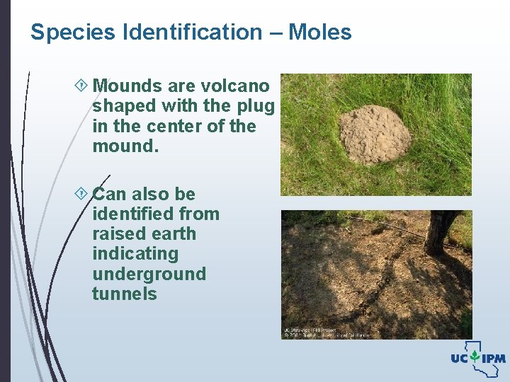 Species Identification – Moles Mounds are volcano shaped with the plug in the center