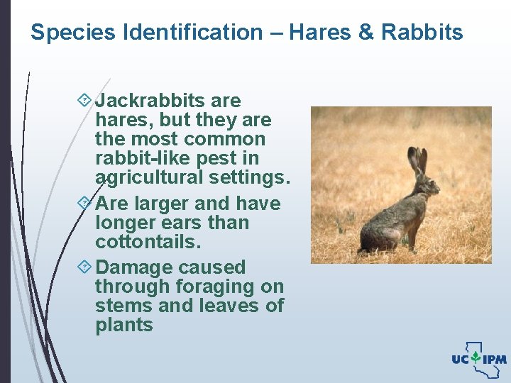 Species Identification – Hares & Rabbits Jackrabbits are hares, but they are the most