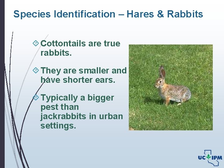 Species Identification – Hares & Rabbits Cottontails are true rabbits. They are smaller and