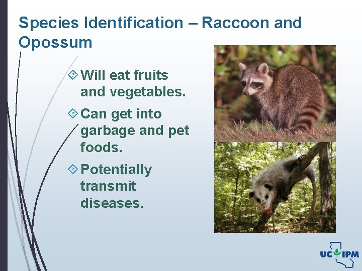 Species Identification – Raccoon and Opossum Will eat fruits and vegetables. Can get into