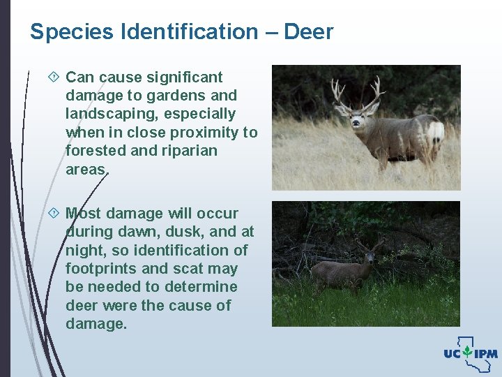 Species Identification – Deer Can cause significant damage to gardens and landscaping, especially when
