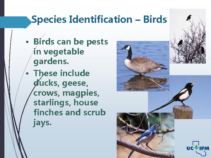 Species Identification – Birds • Birds can be pests in vegetable gardens. • These