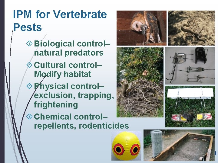 IPM for Vertebrate Pests Biological control– natural predators Cultural control– Modify habitat Physical control–