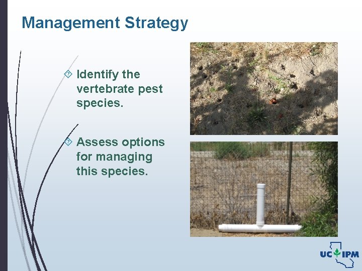 Management Strategy Identify the vertebrate pest species. Assess options for managing this species. 