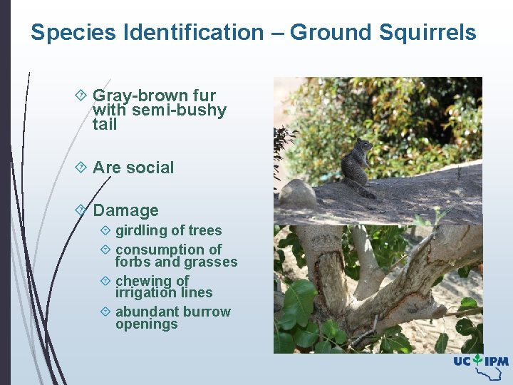 Species Identification – Ground Squirrels Gray-brown fur with semi-bushy tail Are social Damage girdling