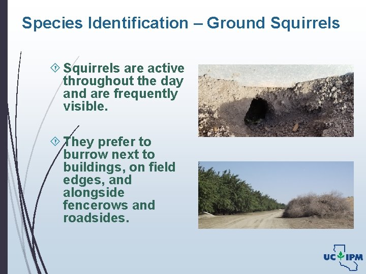 Species Identification – Ground Squirrels are active throughout the day and are frequently visible.