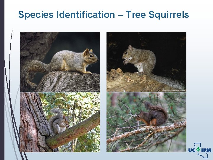 Species Identification – Tree Squirrels 