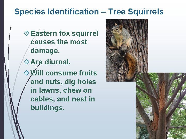 Species Identification – Tree Squirrels Eastern fox squirrel causes the most damage. Are diurnal.