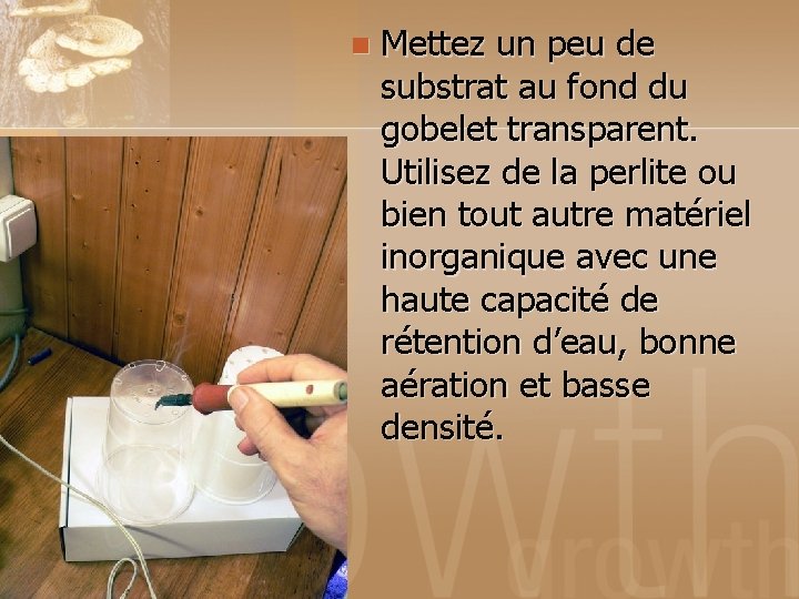 n Mettez un peu de substrat au fond du gobelet transparent. Utilisez de la