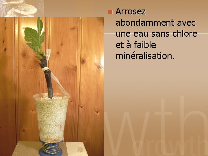 n Arrosez abondamment avec une eau sans chlore et à faible minéralisation. 