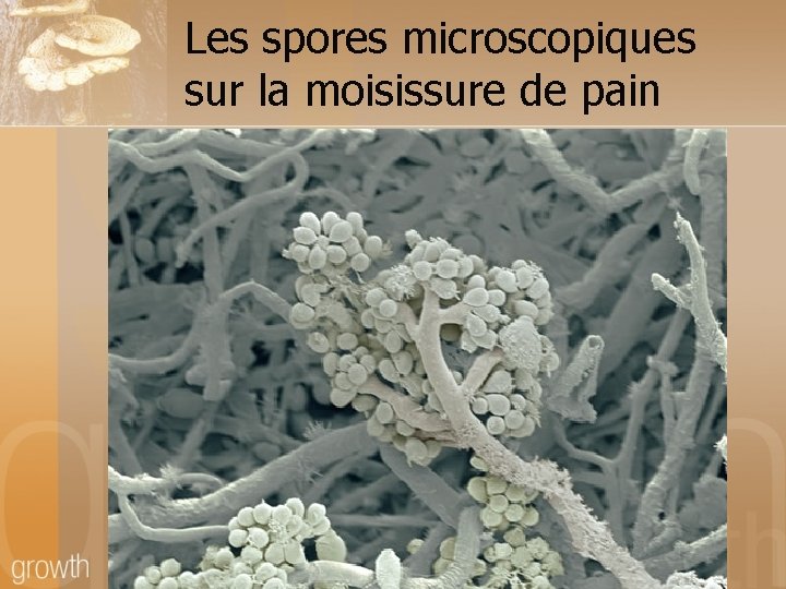 Les spores microscopiques sur la moisissure de pain 