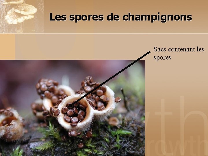 Les spores de champignons Sacs contenant les spores 