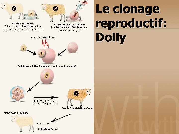 Le clonage reproductif: Dolly 