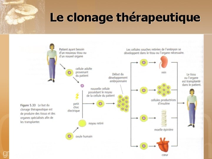 Le clonage thérapeutique 