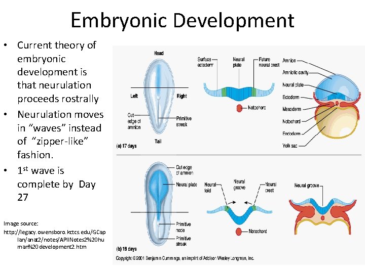 Embryonic Development • Current theory of embryonic development is that neurulation proceeds rostrally •
