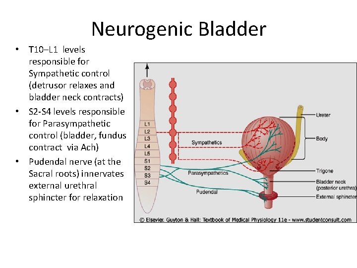 Neurogenic Bladder • T 10–L 1 levels responsible for Sympathetic control (detrusor relaxes and