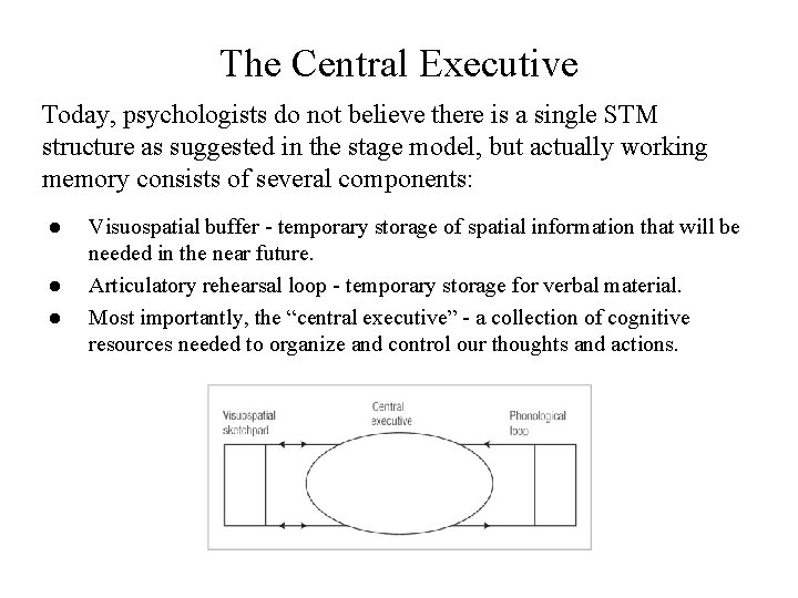 The Central Executive Today, psychologists do not believe there is a single STM structure