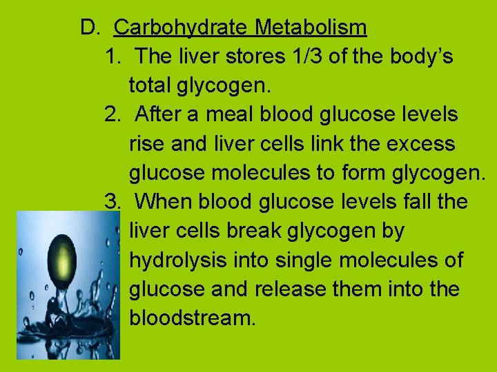 D. Carbohydrate Metabolism 1. The liver stores 1/3 of the body’s total glycogen. 2.