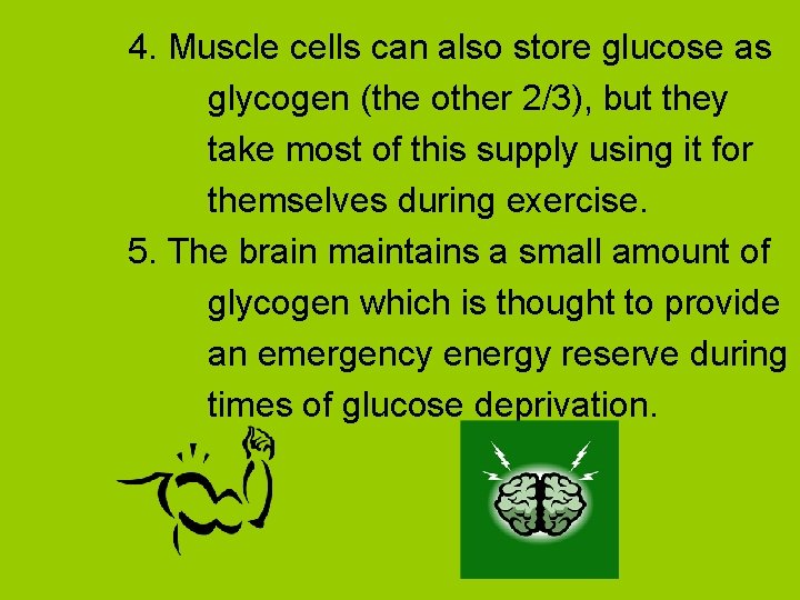 4. Muscle cells can also store glucose as glycogen (the other 2/3), but they