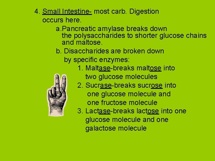 4. Small Intestine- most carb. Digestion occurs here. a. Pancreatic amylase breaks down the