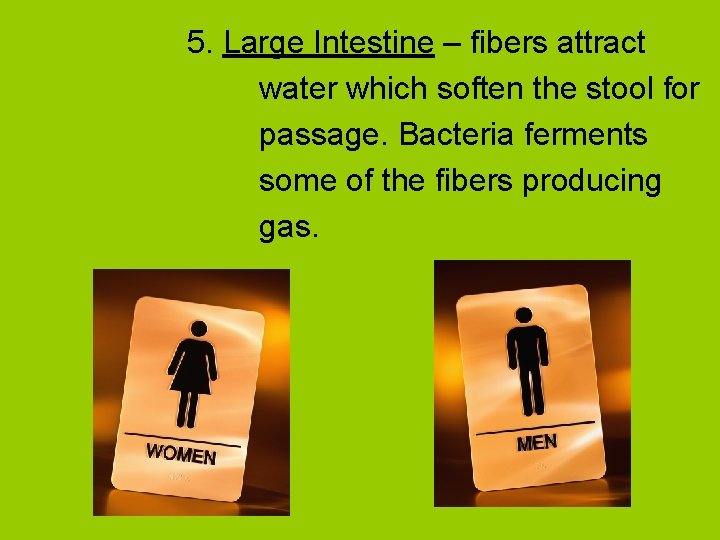 5. Large Intestine – fibers attract water which soften the stool for passage. Bacteria