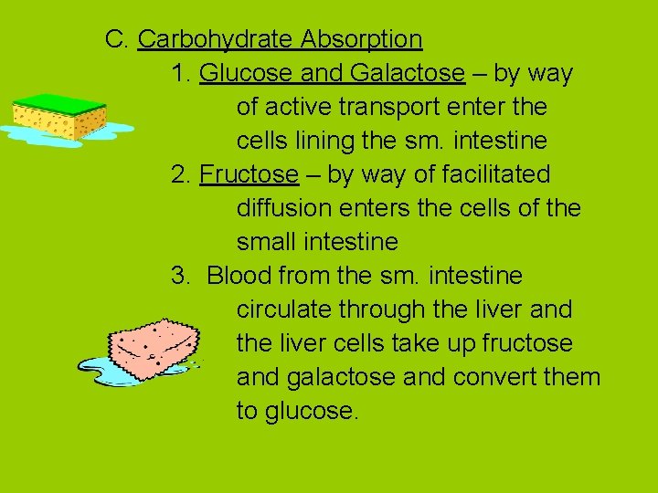 C. Carbohydrate Absorption 1. Glucose and Galactose – by way of active transport enter