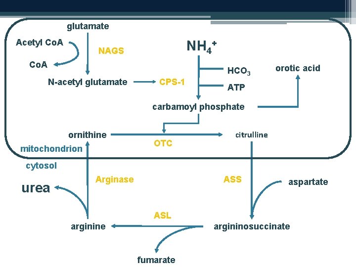 glutamate Acetyl Co. A NH 4+ NAGS Co. A N-acetyl glutamate CPS-1 HCO 3