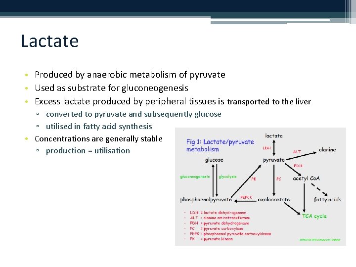 Lactate • Produced by anaerobic metabolism of pyruvate • Used as substrate for gluconeogenesis